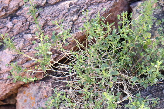 Image of Pleurocoronis laphamioides (Rose) R. King & H. Rob.