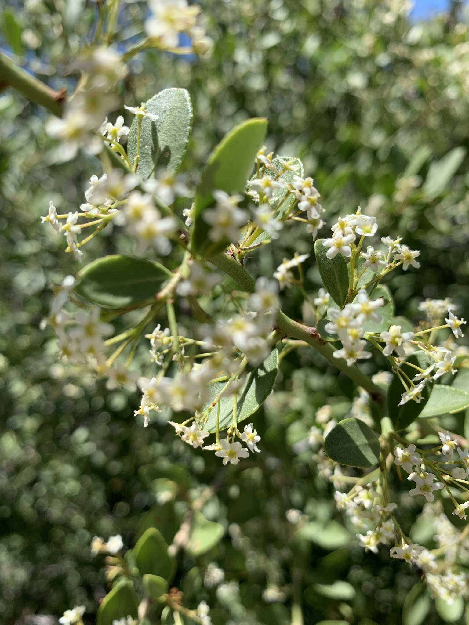 Image of Gymnosporia maranguensis (Loes.) Loes.