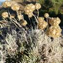 Image of Helichrysum saxatile Moris