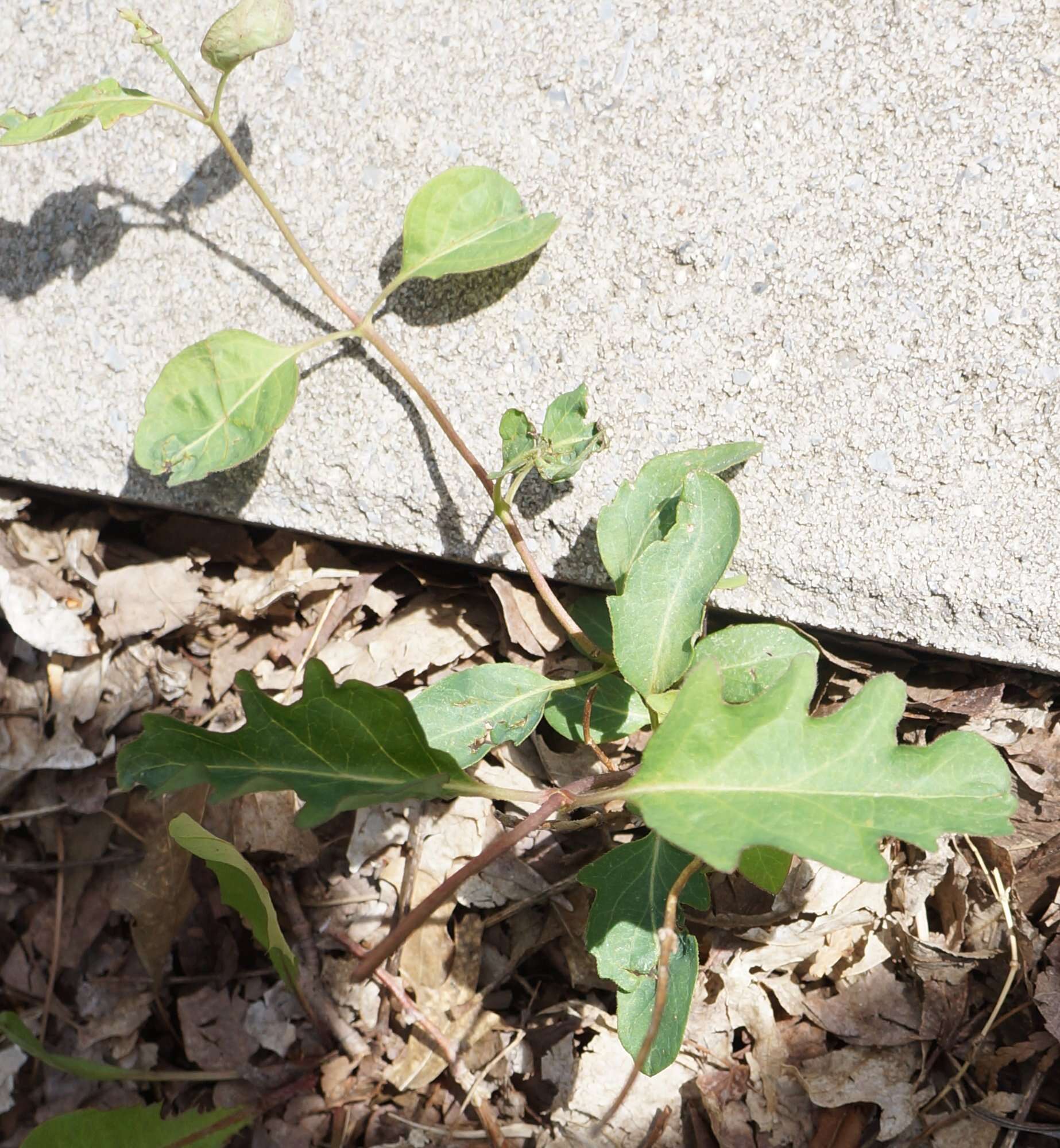 Imagem de Lonicera japonica Thunb.