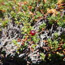 Image of purple crowberry