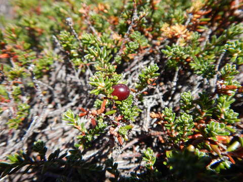 صورة Empetrum eamesii subsp. atropurpureum (Fern. & Wieg.) D. Löve