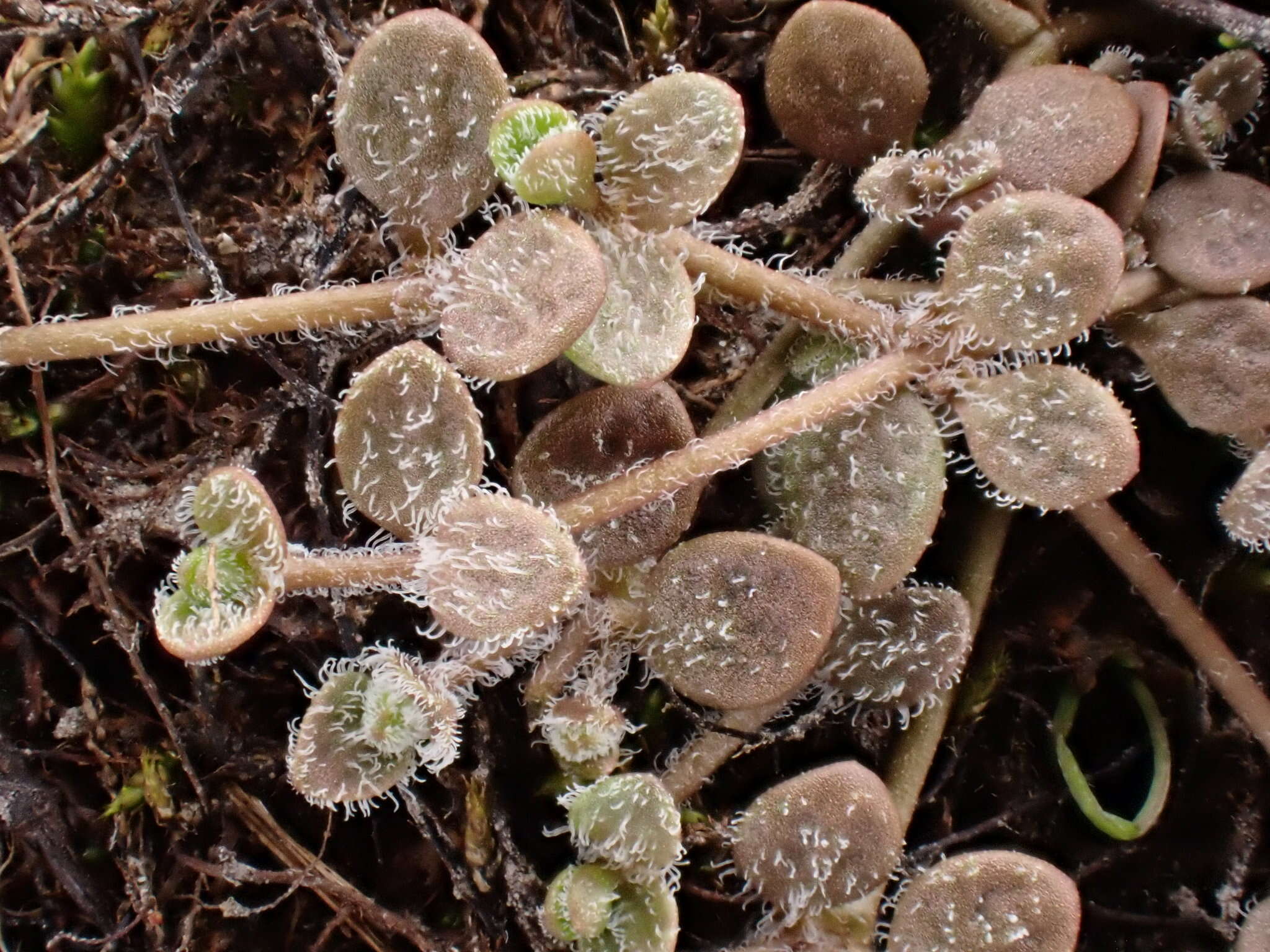 Veronica canescens T. Kirk resmi