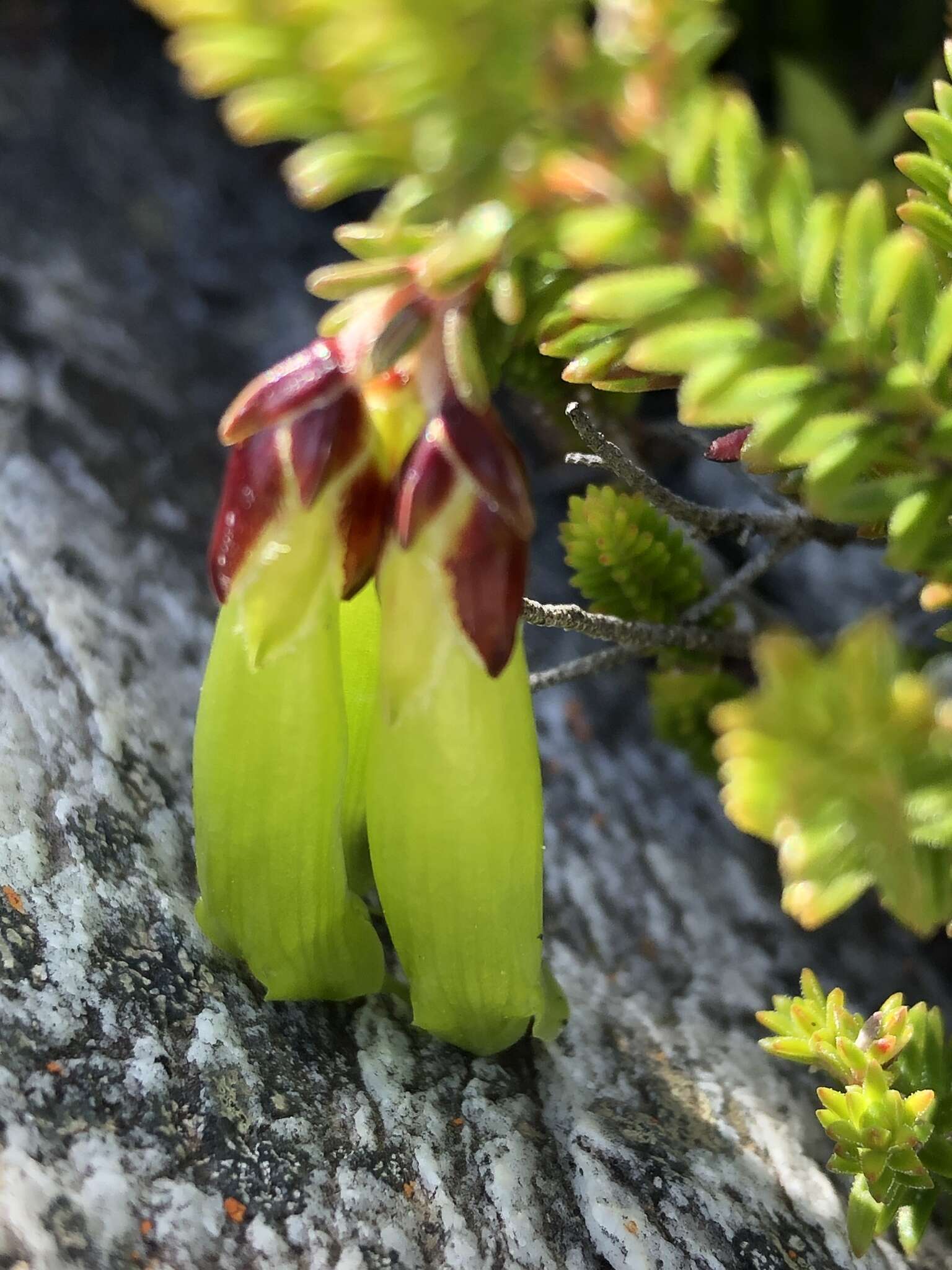 Plancia ëd Erica viridiflora Andr.