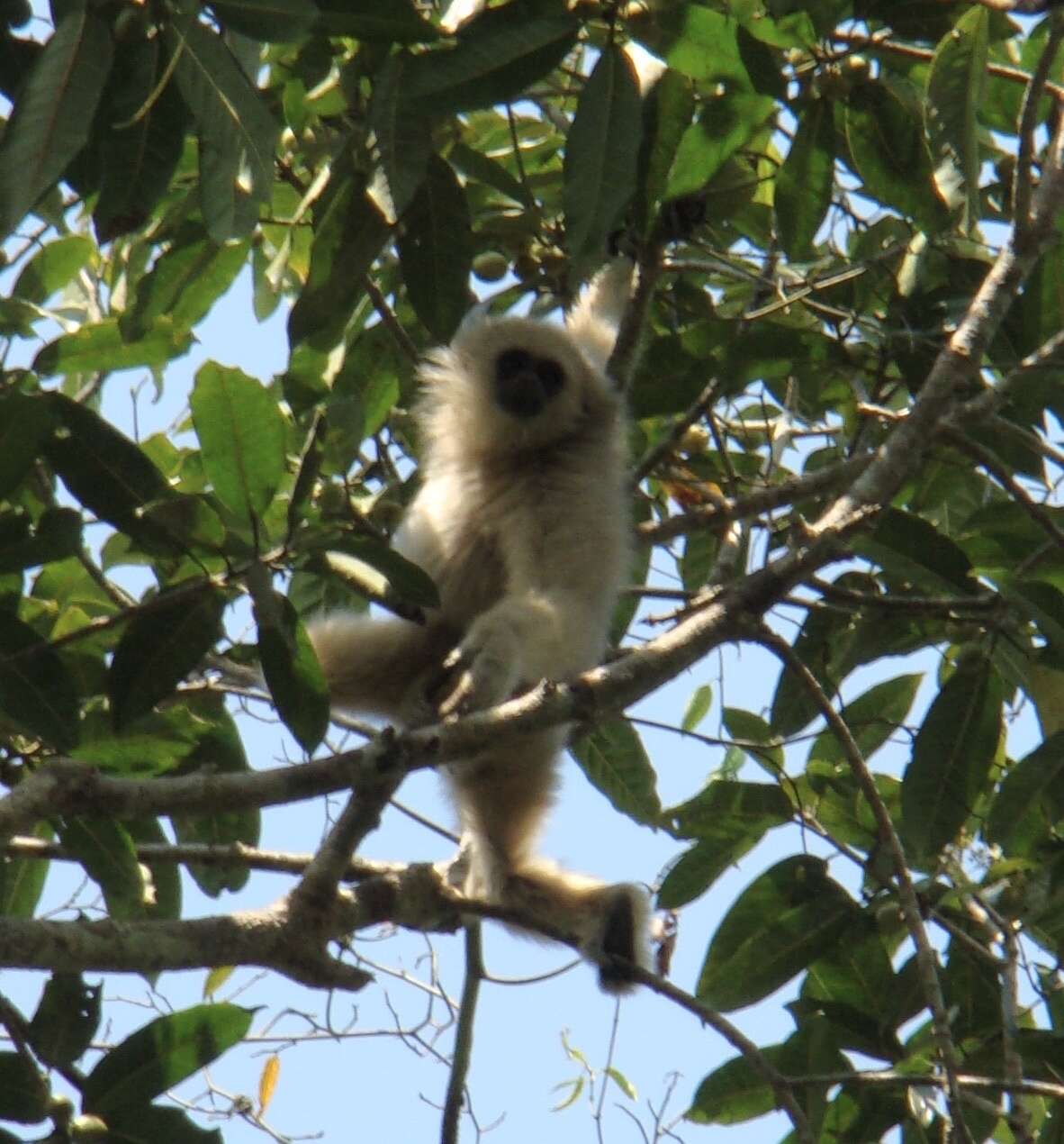 Image of Capped Gibbon