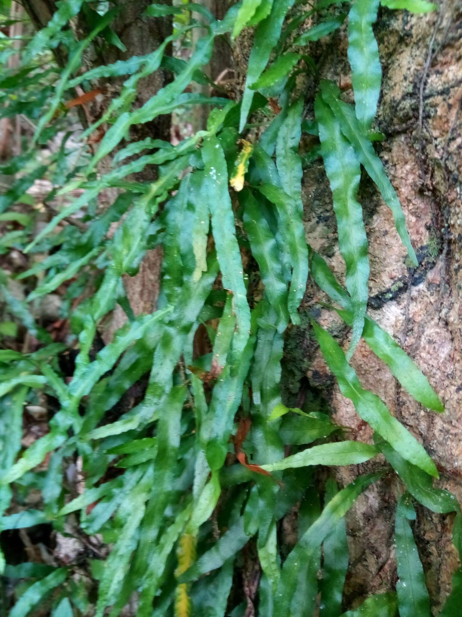 Image of clinging snakefern