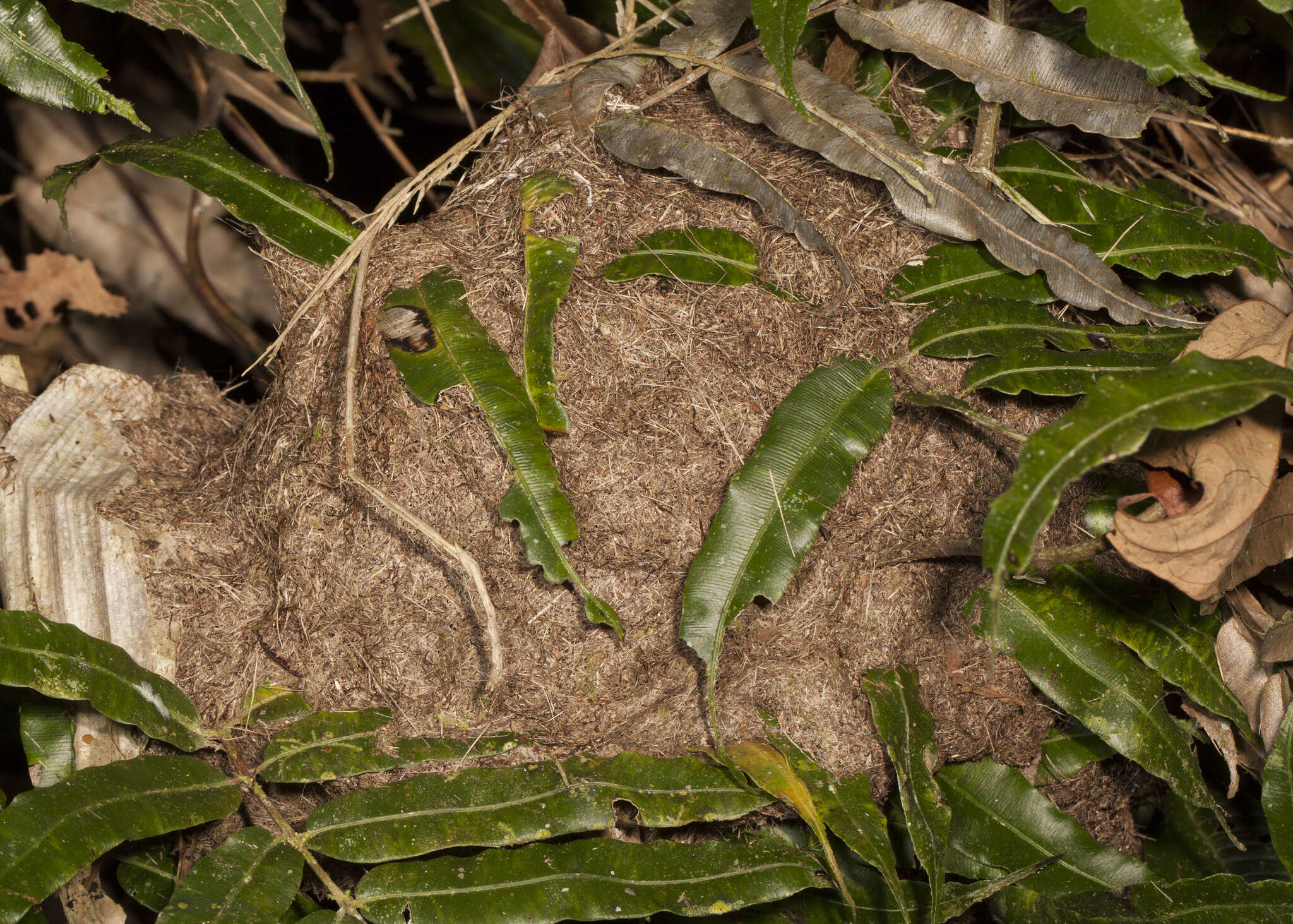 Image of Dolichoderus validus (Kempf 1959)