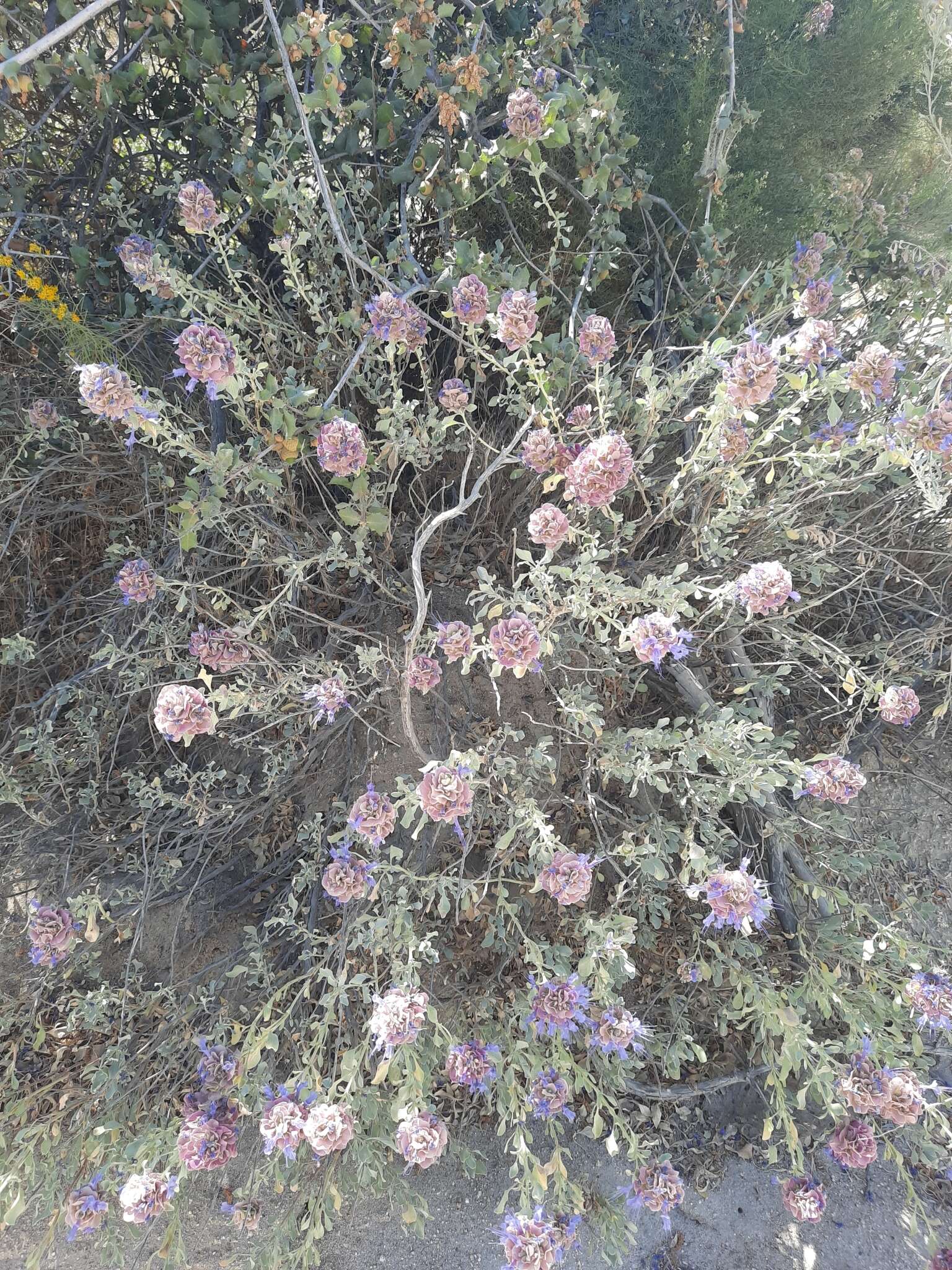 Sivun Salvia pachyphylla subsp. meridionalis R. M. Taylor kuva