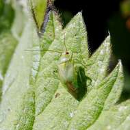 Apolygus spinolae (H. Meyer-Dur 1841) resmi