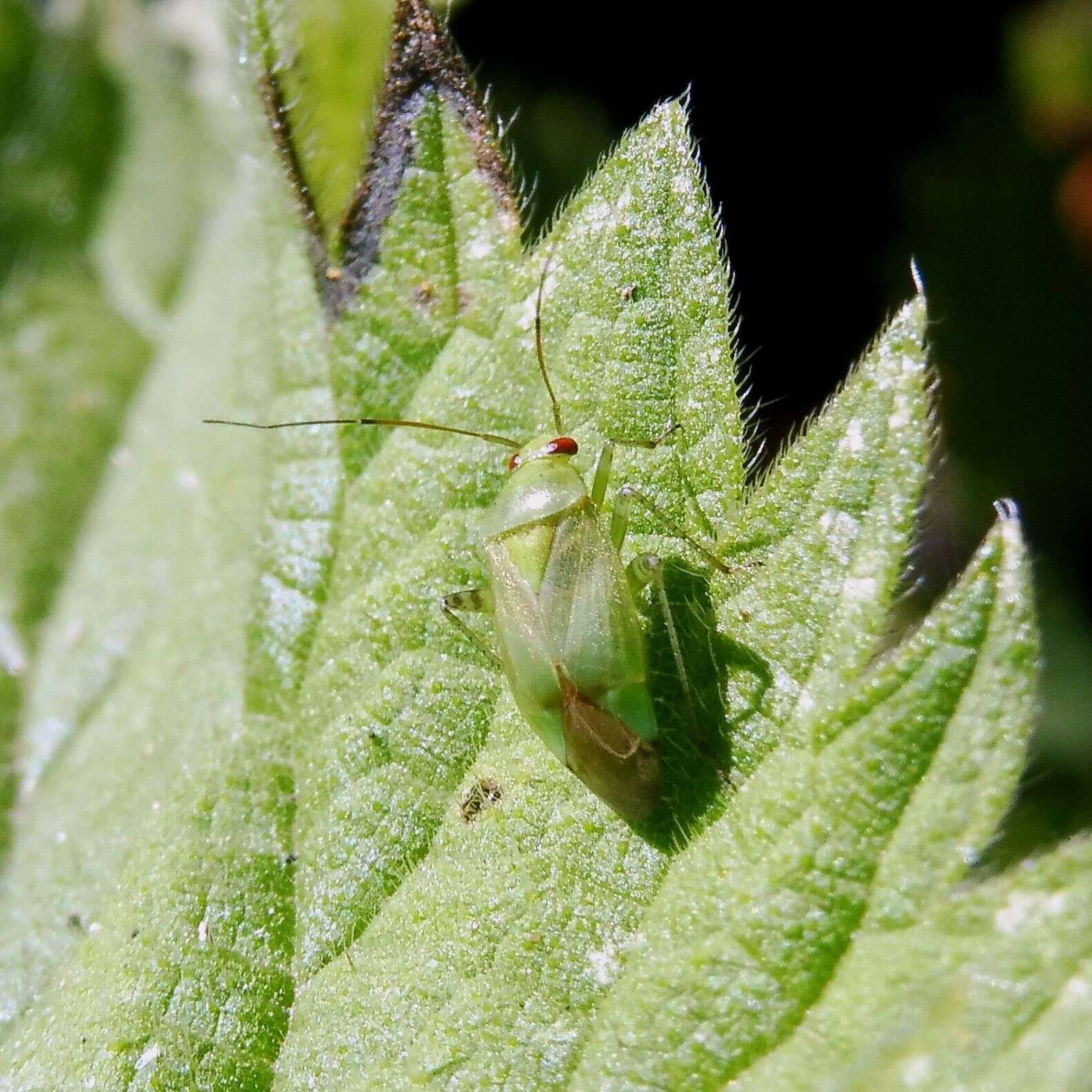 صورة Apolygus spinolae (H. Meyer-Dur 1841)