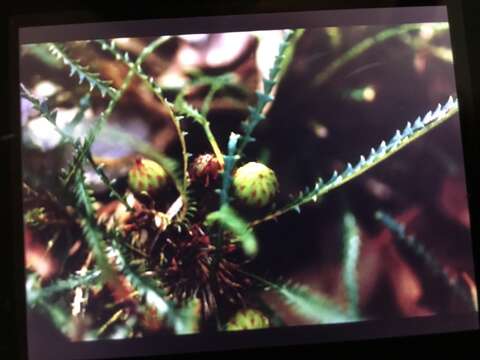 Image of honeypot dryandra