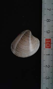 Image of striped venus clam