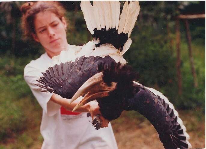 Image of White-thighed hornbill