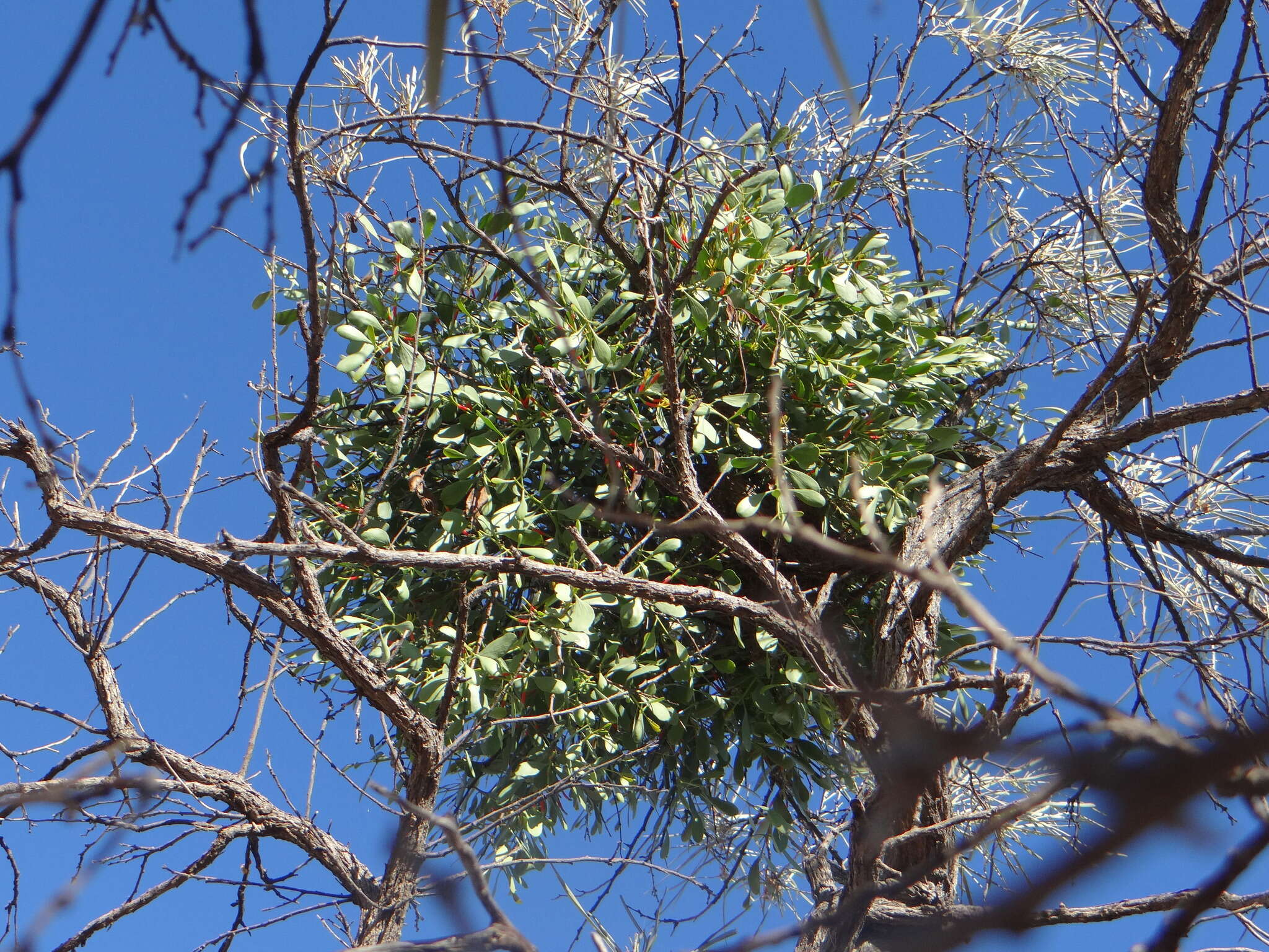 Image of Lysiana spathulata (Blakely) Barlow