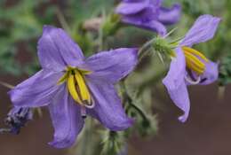 صورة Solanum davisense M. D. Whalen