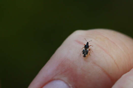 Image of Common flowerbug