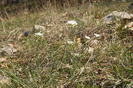 Image of Noccaea macrantha (Lipsky) F. K. Mey.