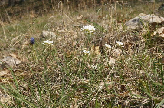 Image of Noccaea macrantha (Lipsky) F. K. Mey.