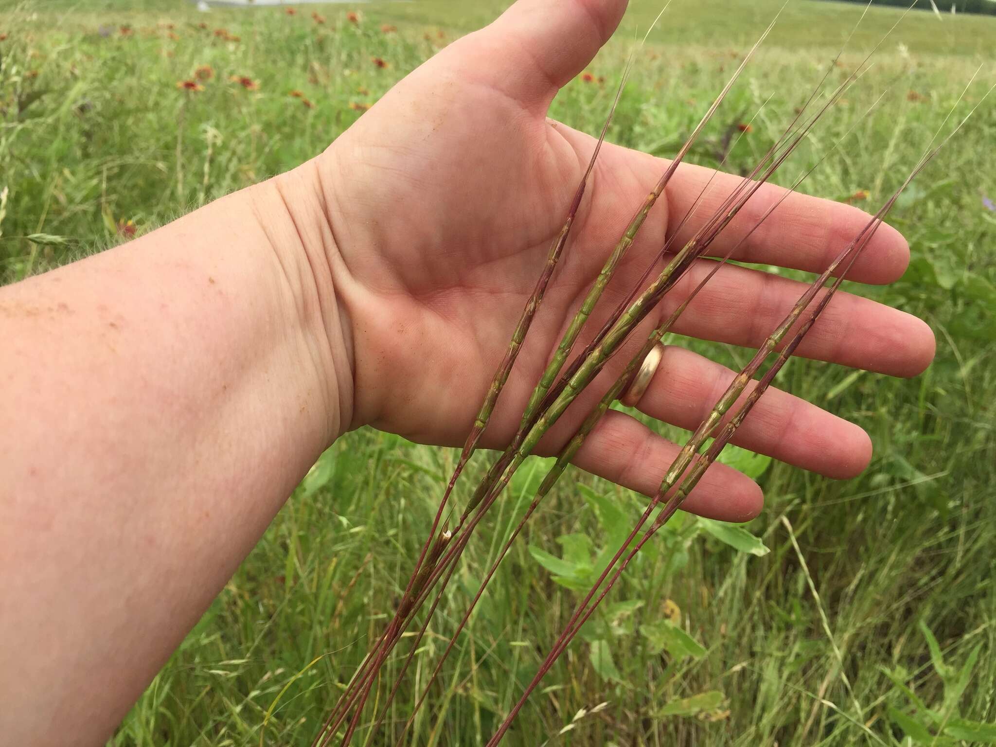 Plancia ëd Aegilops cylindrica Host