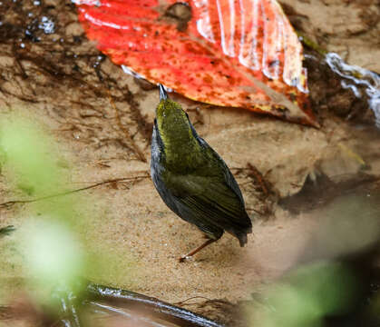 Image of Grey-bellied Tesia