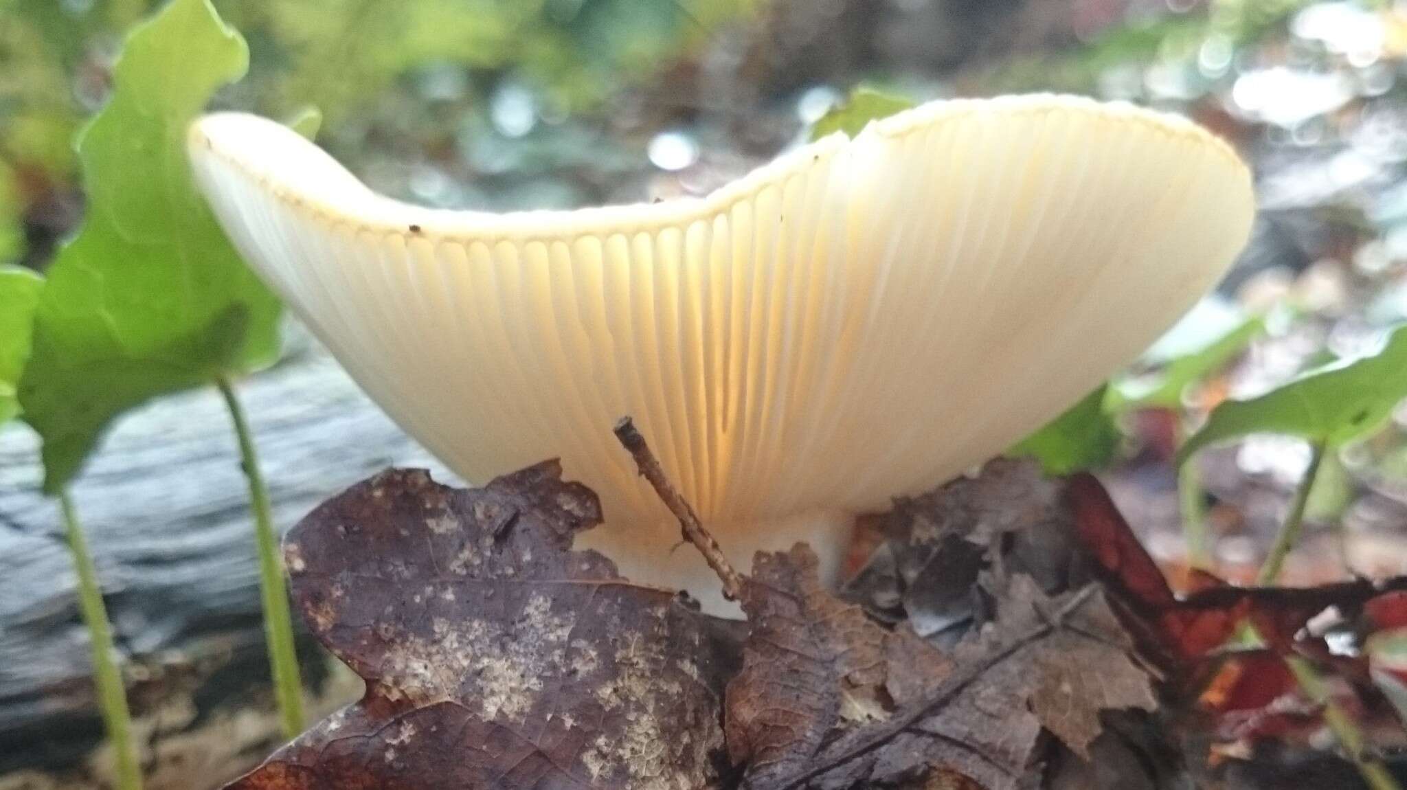 Image of yellow swamp brittlegill