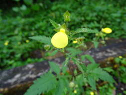 Image of Calceolaria mexicana Benth.