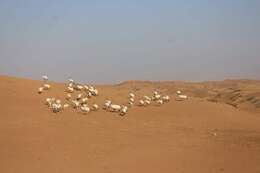 Image of Arabian Oryx