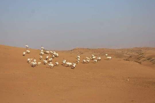 Image of Arabian Oryx