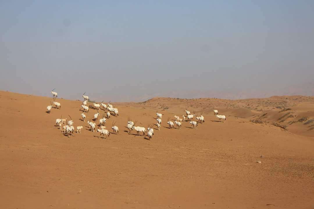 Image of Arabian Oryx