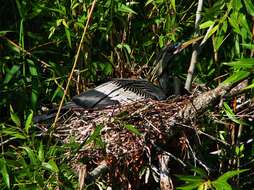 Image of Anhinga Brisson 1760