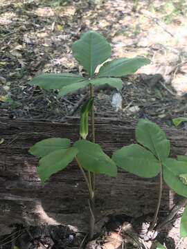 Image of Jack in the pulpit