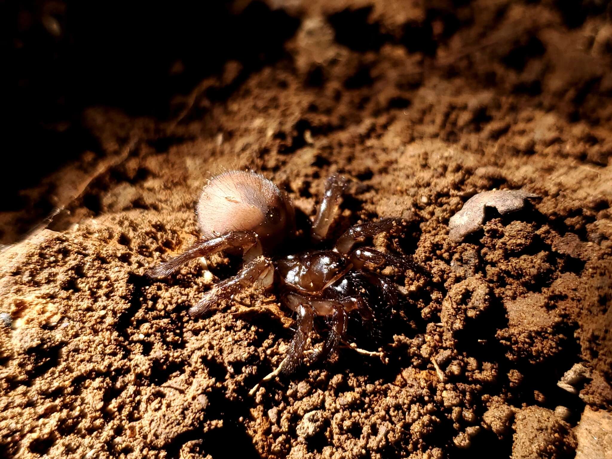 Image of Aliatypus gulosus Coyle 1974