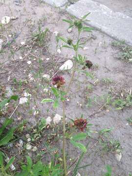 Image of Medicago sativa subsp. varia (Martyn) Arcang.