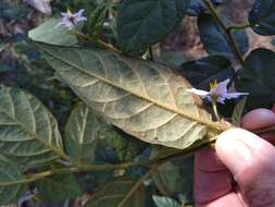 Image de Solanum stelligerum Sm.