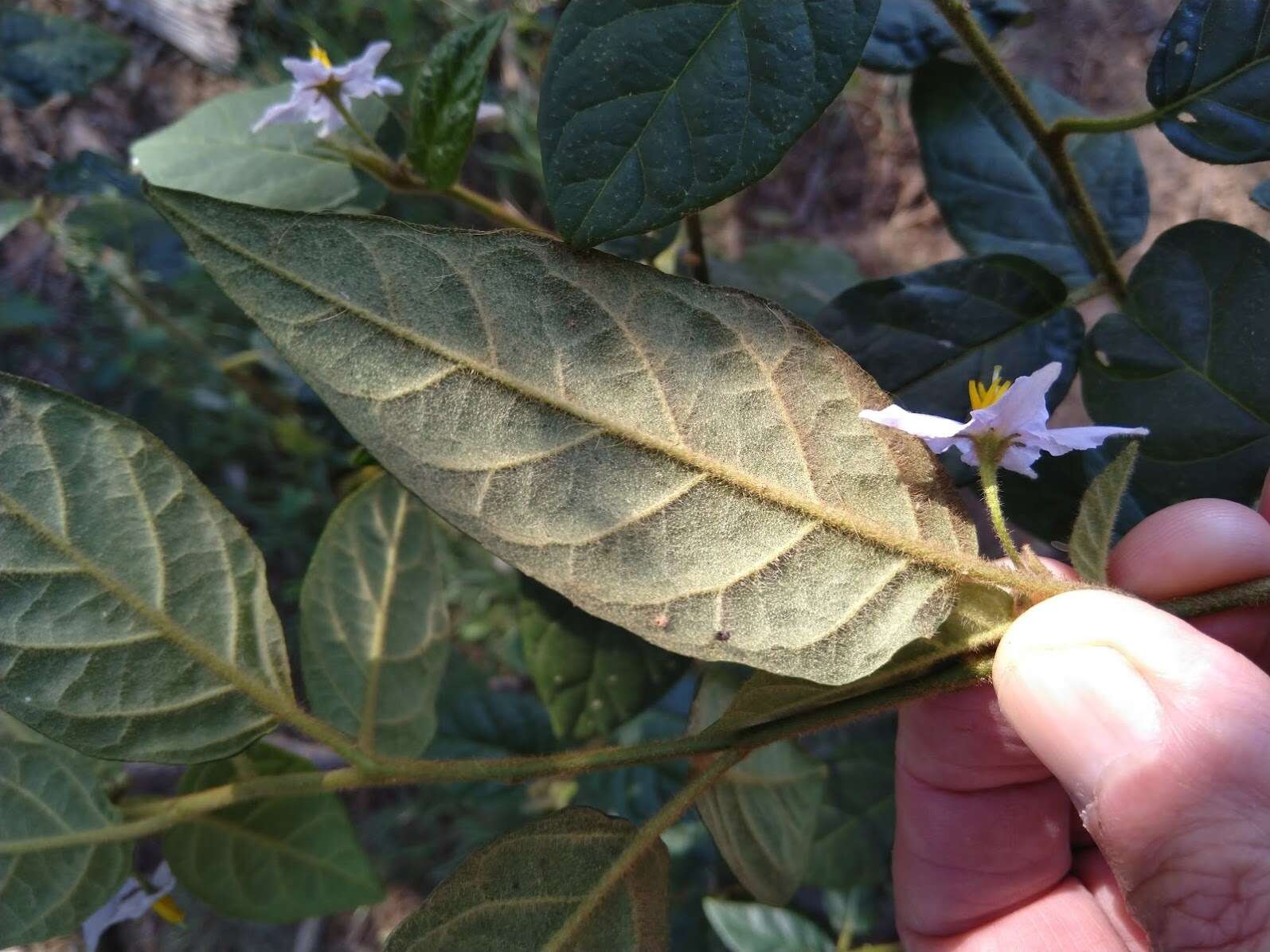 Image de Solanum stelligerum Sm.