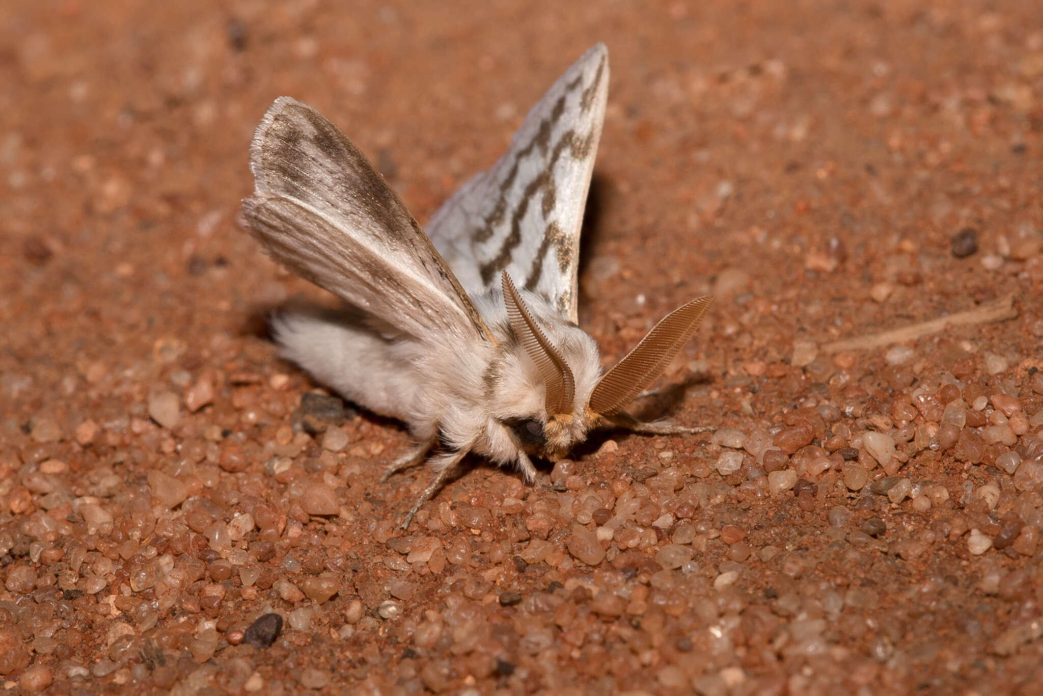 Pernattia chlorophragma Turner 1924的圖片