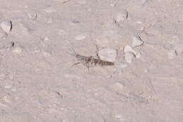 Image of Seaside Grasshopper