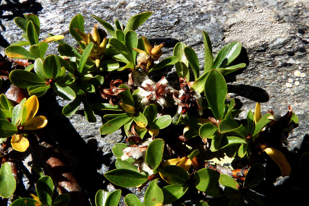 Image of Blunt-leaved Willow