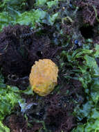 Image of Warty dorid