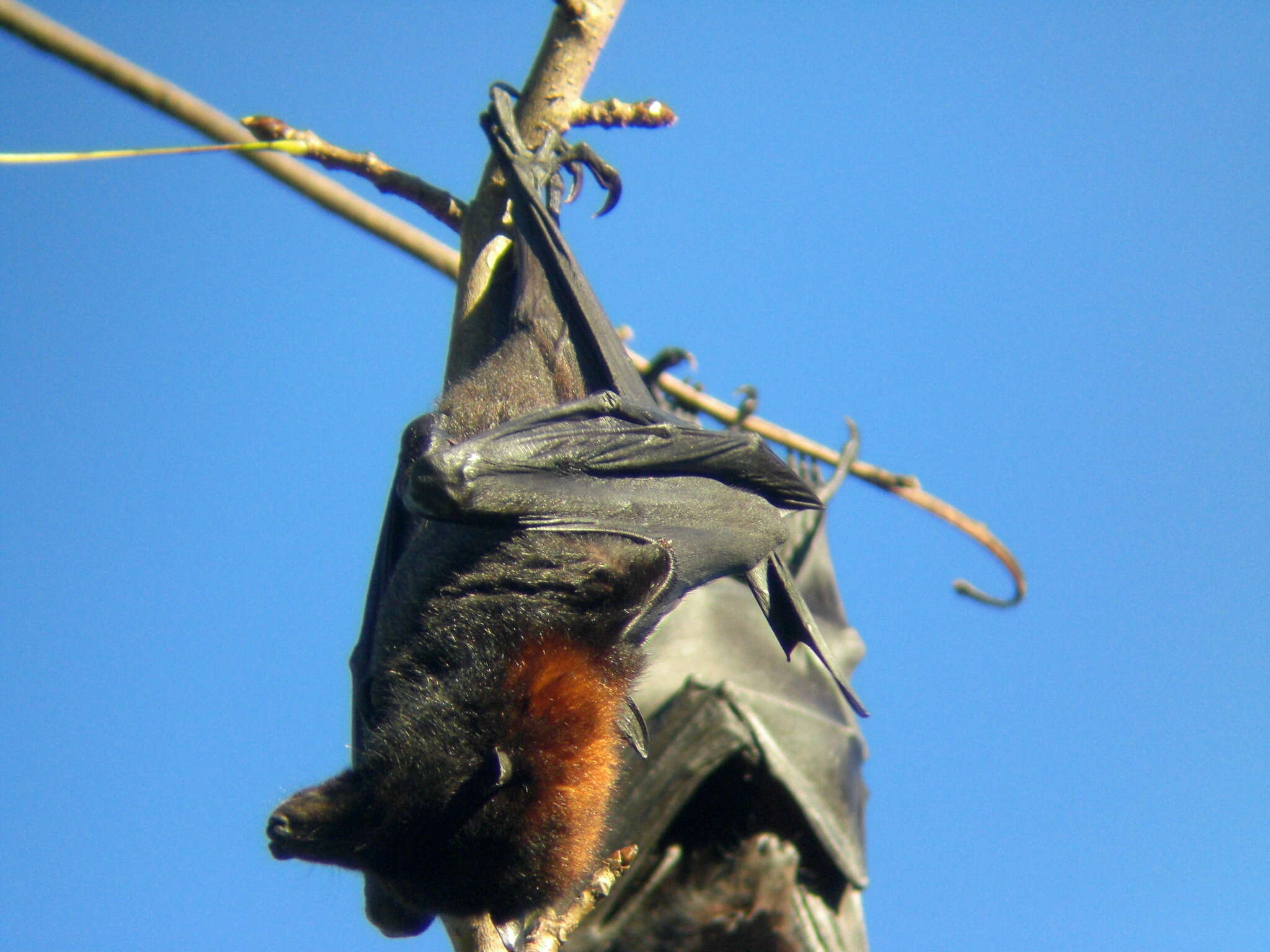 Image of Black Flying Fox