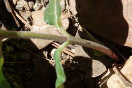 Image of mahogany milkweed