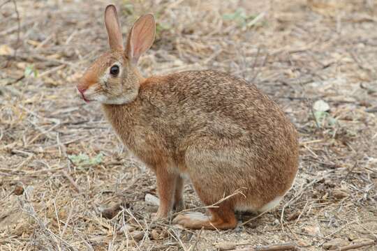 Image of Tres Marias Cottontail