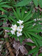 Слика од Cardamine kitaibelii Bech.