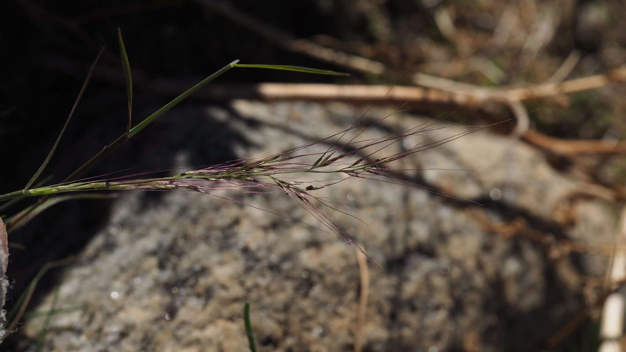 Plancia ëd Muhlenbergia microsperma (DC.) Kunth