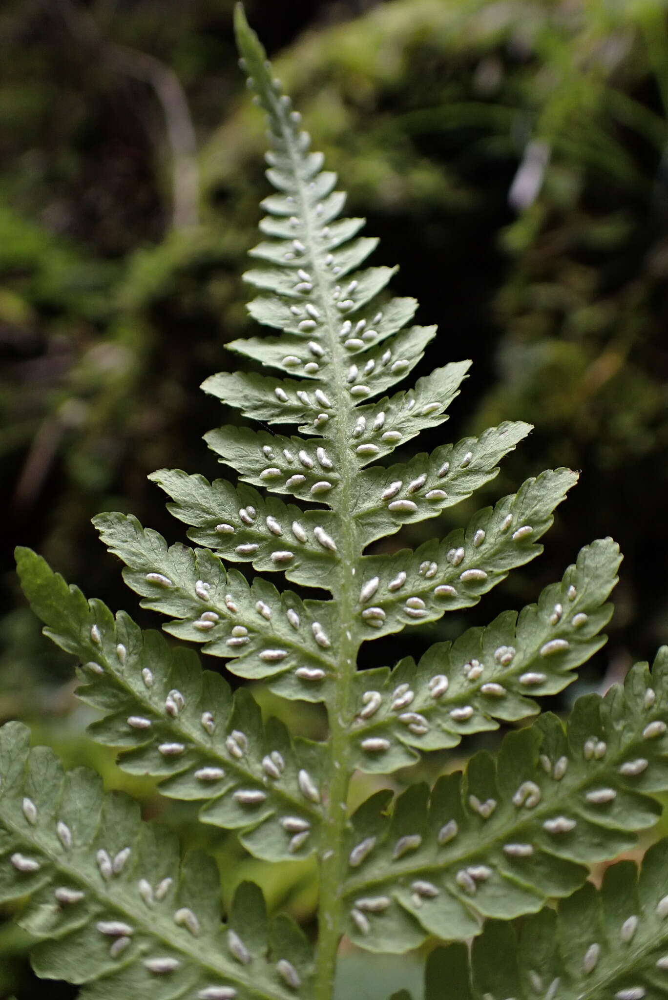 Image of Deparia jiulungensis (Ching) Z. R. Wang