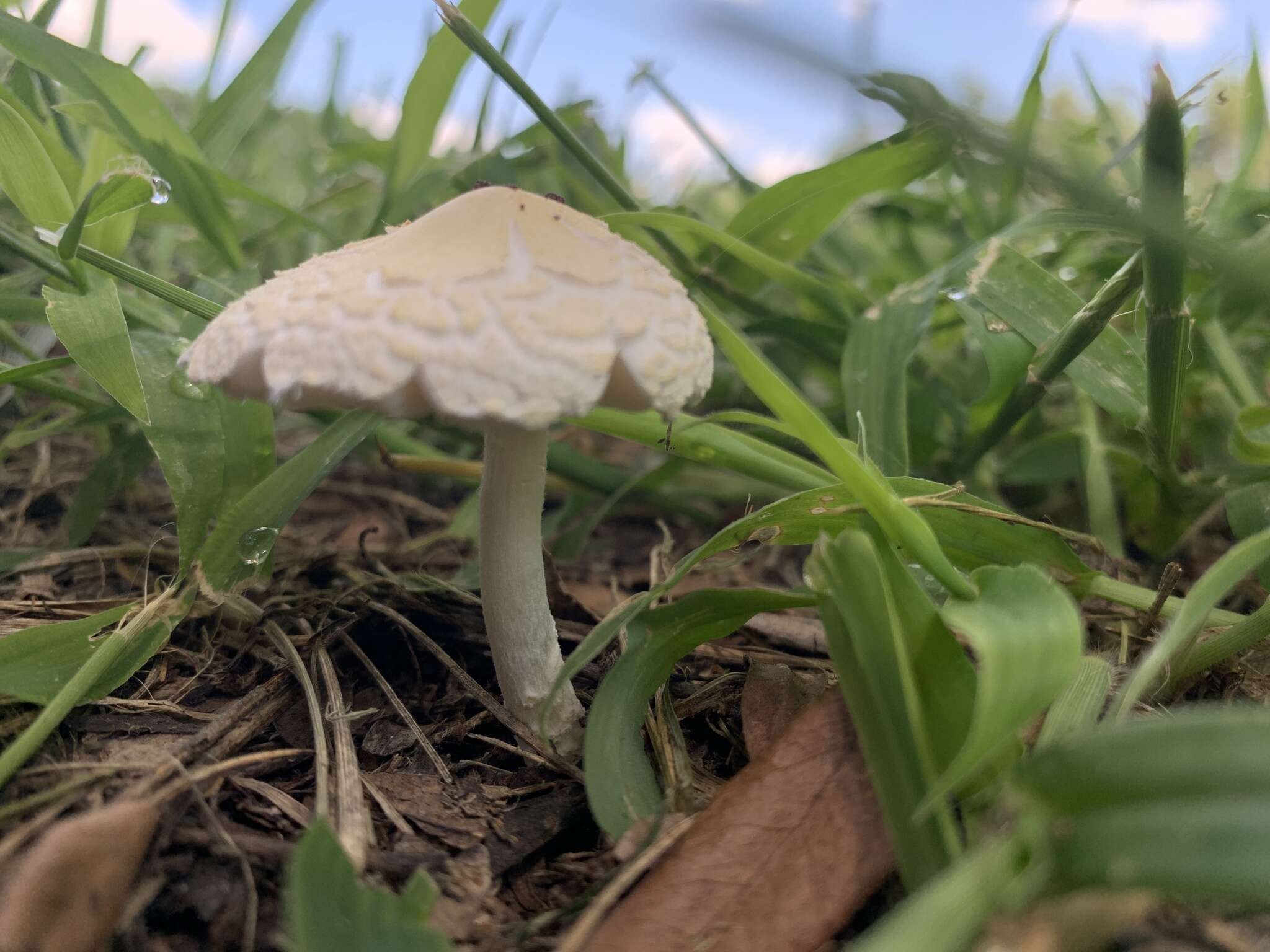 Слика од Saproamanita prairiicola (Peck) Redhead, Vizzini, Drehmel & Contu 2016