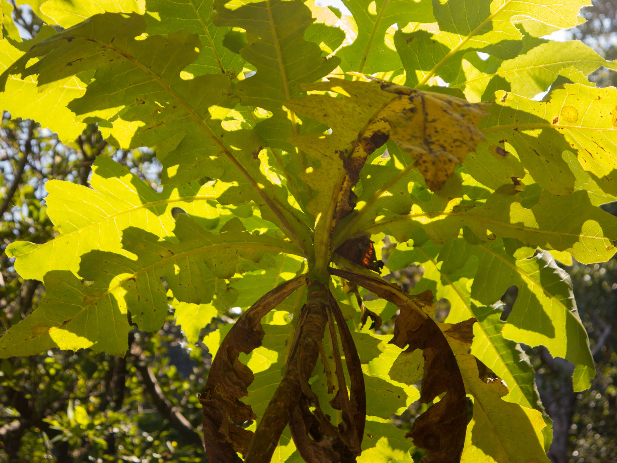 Image of Sonchus fruticosus L. fil.