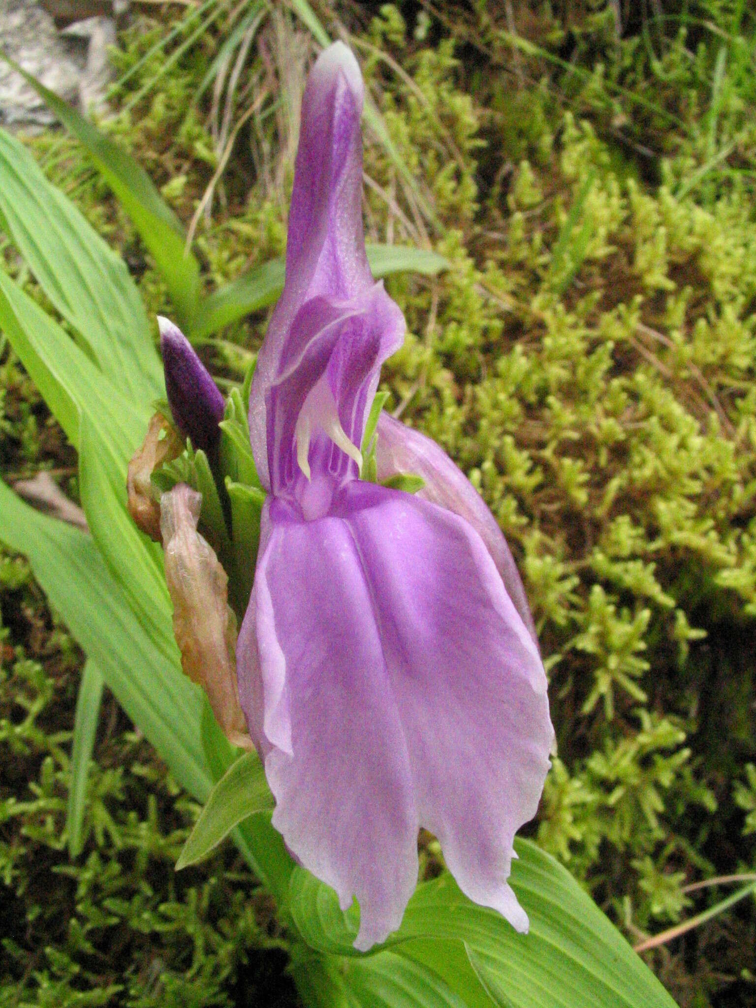 صورة Roscoea capitata Sm.