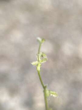 Image of chuckwalla combseed