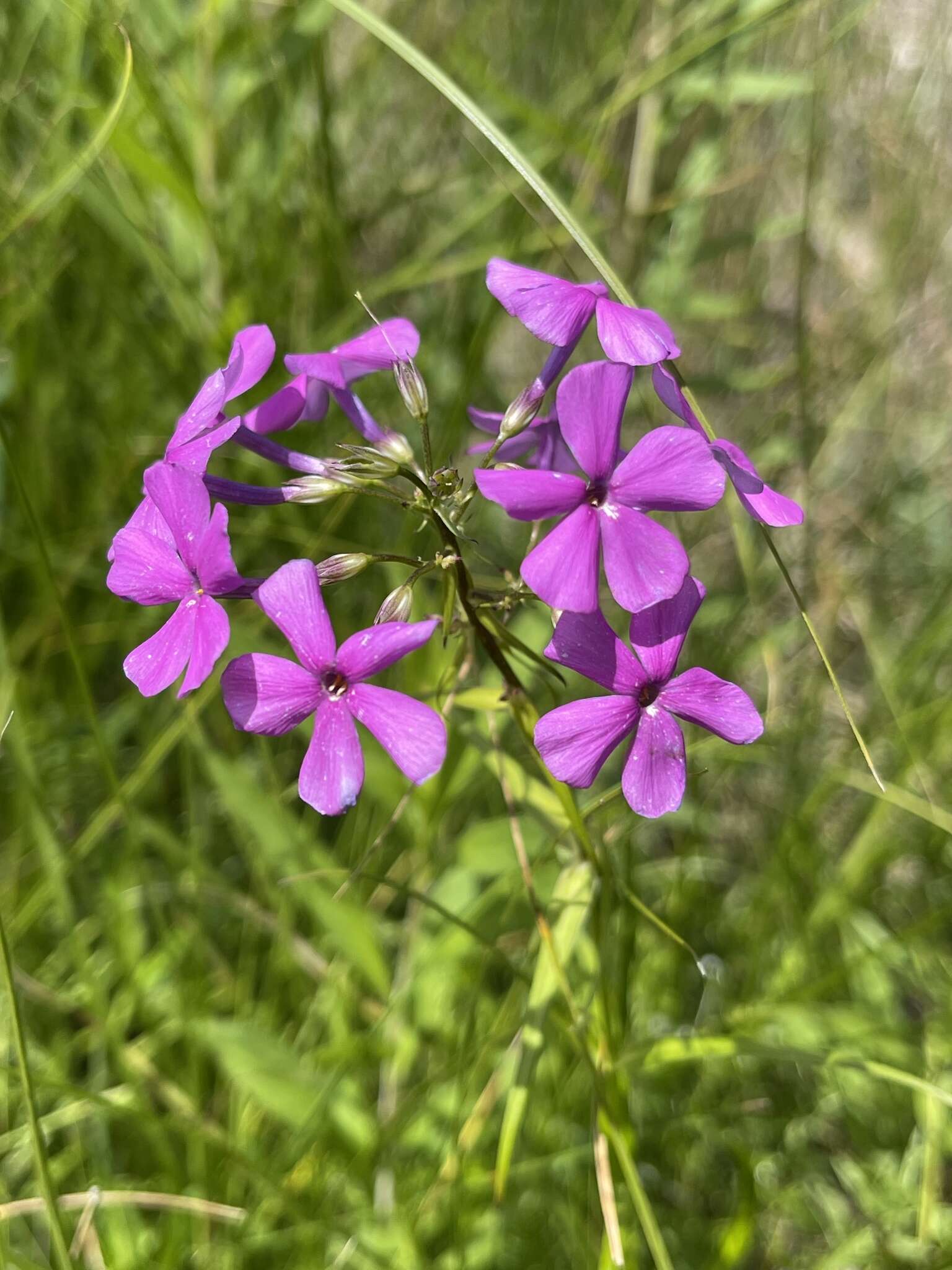 Imagem de Phlox glaberrima subsp. interior (Wherry) Wherry